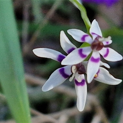 Wurmbea dioica subsp. dioica (Early Nancy) at Goulburn, NSW - 15 Sep 2024 by trevorpreston