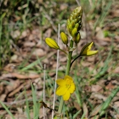 Bulbine bulbosa (Golden Lily, Bulbine Lily) at Goulburn, NSW - 15 Sep 2024 by trevorpreston