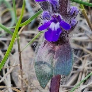 Ajuga australis at Goulburn, NSW - 15 Sep 2024