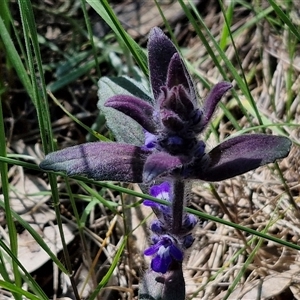 Ajuga australis at Goulburn, NSW - 15 Sep 2024