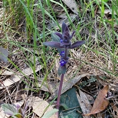 Ajuga australis at Goulburn, NSW - 15 Sep 2024