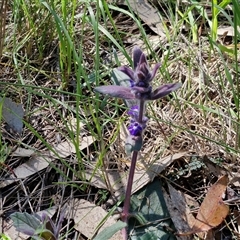 Ajuga australis at Goulburn, NSW - 15 Sep 2024