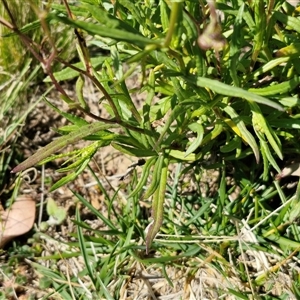 Senecio madagascariensis at Goulburn, NSW - 15 Sep 2024 10:22 AM