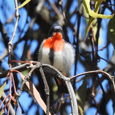 Dicaeum hirundinaceum (Mistletoebird) at Kambah, ACT - 15 Sep 2024 by HelenCross