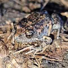 Uperoleia laevigata (Smooth Toadlet) at Braidwood, NSW - 15 Sep 2024 by MatthewFrawley