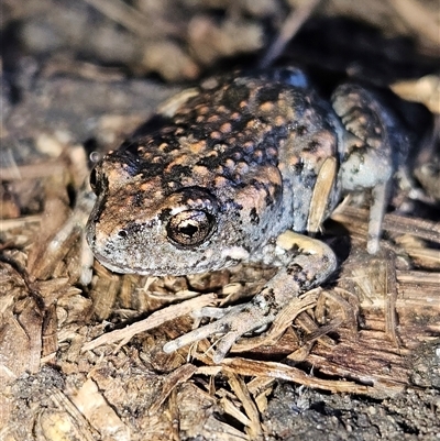 Uperoleia laevigata (Smooth Toadlet) at Braidwood, NSW - 15 Sep 2024 by MatthewFrawley