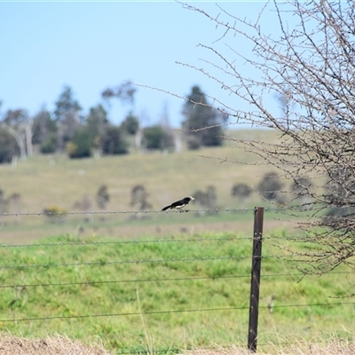 Rhipidura leucophrys (Willie Wagtail) at Uralla, NSW - 1 Sep 2024 by LyndalT