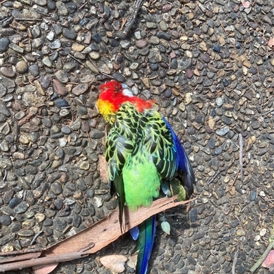 Platycercus eximius (Eastern Rosella) at Belconnen, ACT - 14 Sep 2024 by JohnGiacon