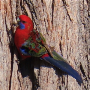 Platycercus elegans at Griffith, ACT - suppressed