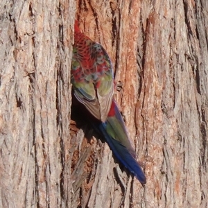 Platycercus elegans at Griffith, ACT - suppressed