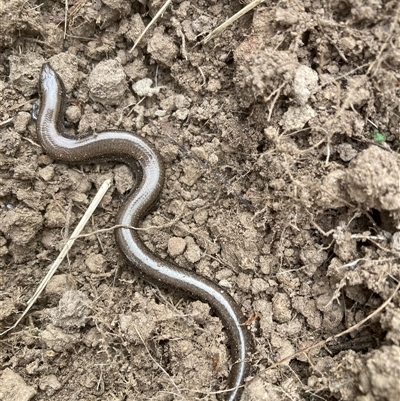 Hemiergis talbingoensis (Three-toed Skink) at Belconnen, ACT - 14 Sep 2024 by JohnGiacon