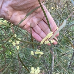 Acacia floribunda (White Sally Wattle, Gossamer Wattle) at Belconnen, ACT - 13 Sep 2024 by JohnGiacon