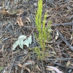 Exocarpos cupressiformis (Cherry Ballart) at Belconnen, ACT - 13 Sep 2024 by JohnGiacon