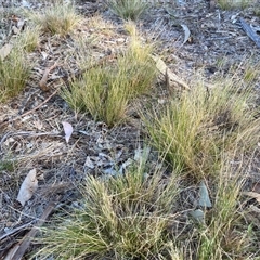 Nassella trichotoma (Serrated Tussock) at Belconnen, ACT - 13 Sep 2024 by JohnGiacon