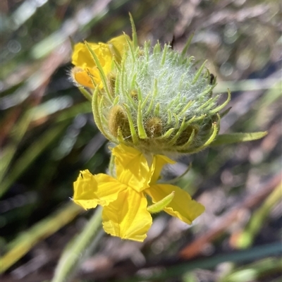 Goodenia glomerata at Bundanoon, NSW - 8 Sep 2024 by AnneG1