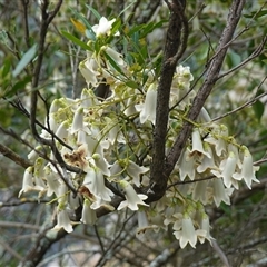 Pandorea pandorana at Bungonia, NSW - 11 Sep 2024