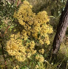 Pomaderris andromedifolia at Bundanoon, NSW - 8 Sep 2024 by AnneG1