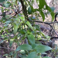 Asparagus asparagoides (Bridal Creeper, Florist's Smilax) at Campbell, ACT - 15 Sep 2024 by SilkeSma