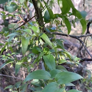 Asparagus asparagoides at Campbell, ACT - 15 Sep 2024 10:47 AM