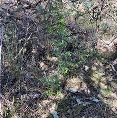 Asparagus asparagoides at Campbell, ACT - 15 Sep 2024 10:47 AM