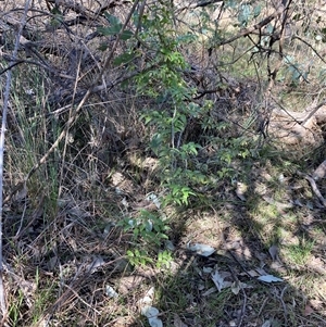 Asparagus asparagoides at Campbell, ACT - 15 Sep 2024 10:47 AM