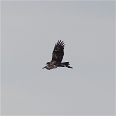 Aquila audax (Wedge-tailed Eagle) at Bungonia, NSW - 11 Sep 2024 by RobG1