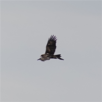 Aquila audax (Wedge-tailed Eagle) at Bungonia, NSW - 11 Sep 2024 by RobG1