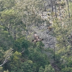 Aquila audax at Bungonia, NSW - 11 Sep 2024 02:09 PM