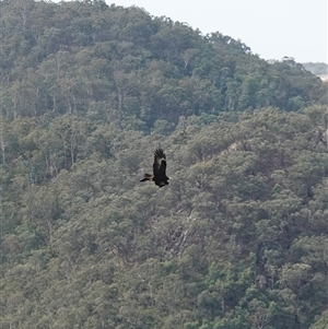 Aquila audax at Bungonia, NSW - 11 Sep 2024 02:09 PM