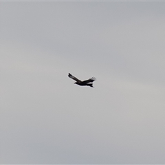 Aquila audax at Bungonia, NSW - 11 Sep 2024 02:09 PM