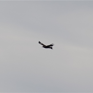 Aquila audax at Bungonia, NSW - 11 Sep 2024 02:09 PM