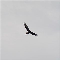 Aquila audax at Bungonia, NSW - 11 Sep 2024 02:09 PM