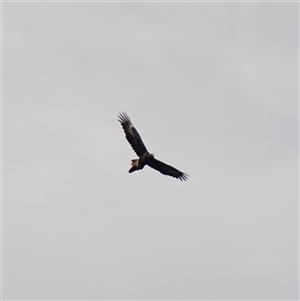 Aquila audax at Bungonia, NSW - 11 Sep 2024 02:09 PM