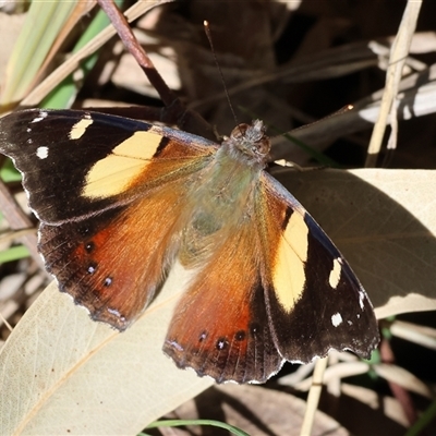 Vanessa itea (Yellow Admiral) at Baranduda, VIC - 15 Sep 2024 by KylieWaldon