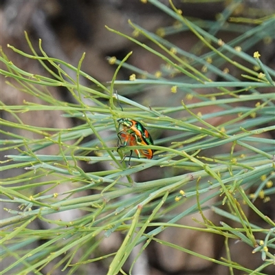 Scutiphora pedicellata (Metallic Jewel Bug) at Bungonia, NSW - 11 Sep 2024 by RobG1