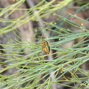 Scutiphora pedicellata at Bungonia, NSW - 11 Sep 2024