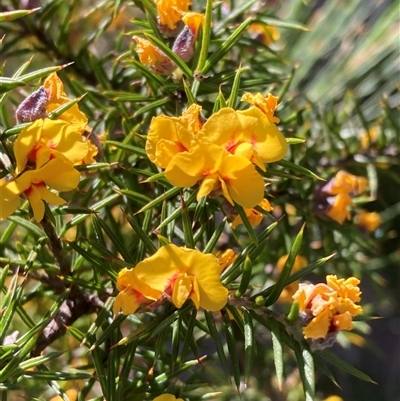 Dillwynia sieberi at Bundanoon, NSW - 8 Sep 2024 by AnneG1