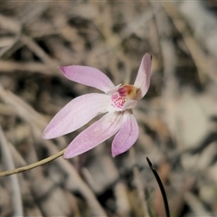 Caladenia fuscata (Dusky Fingers) at Captains Flat, NSW - 15 Sep 2024 by Csteele4