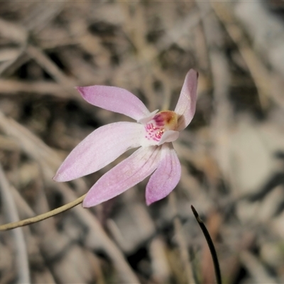 Caladenia fuscata (Dusky Fingers) at Captains Flat, NSW - 15 Sep 2024 by Csteele4