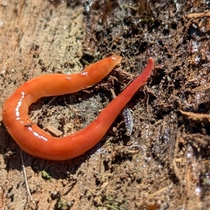 Australoplana alba at Page, ACT - 15 Sep 2024