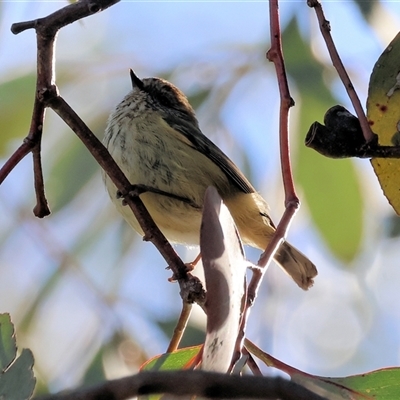 Acanthiza pusilla (Brown Thornbill) at Bandiana, VIC - 14 Sep 2024 by KylieWaldon