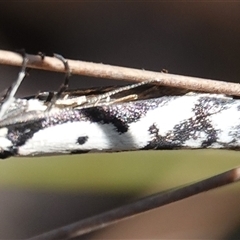 Philobota lysizona (A concealer moth) at Hall, ACT - 15 Sep 2024 by Anna123