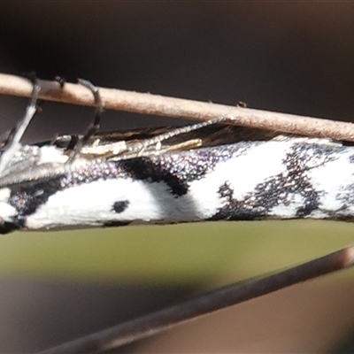 Philobota lysizona (A concealer moth) at Hall, ACT - 15 Sep 2024 by Anna123