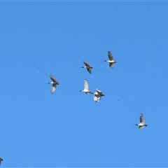 Threskiornis molucca (Australian White Ibis) at Baranduda, VIC - 14 Sep 2024 by KylieWaldon