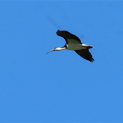 Threskiornis spinicollis (Straw-necked Ibis) at Baranduda, VIC - 15 Sep 2024 by KylieWaldon