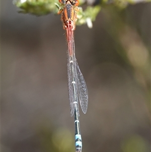 Xanthagrion erythroneurum at Hall, ACT - 15 Sep 2024 12:11 PM