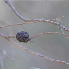 Unidentified Other Plant Gall at Baranduda, VIC - 15 Sep 2024 by KylieWaldon