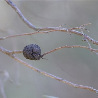 Unidentified Other Plant Gall at Baranduda, VIC - 14 Sep 2024 by KylieWaldon