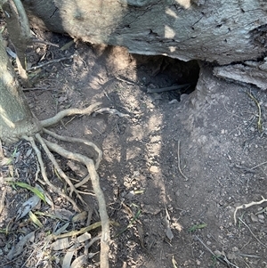 Oryctolagus cuniculus at Hackett, ACT - 10 Sep 2024