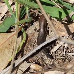 Lampropholis guichenoti (Common Garden Skink) at Bandiana, VIC - 15 Sep 2024 by KylieWaldon